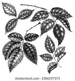Collection of wild rose flowers drawing and sketch with pointillism on white backgrounds. Vintage illustration of branch with leaves