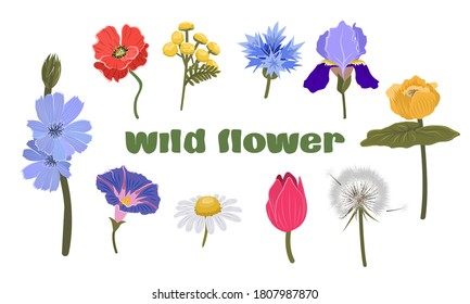 Collection of wildflowers. Dandelion, yellow water lily, tulip, iris, tansy, cornflower, poppy, chicory, bindweed and chamomile. Children's vector illustration