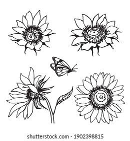 Collection of wildflowers sunflowers and butterfly vector drawing black and white graphics isolated. Botanical floral illustrations for patterns, decoration of weddings, holidays, birthdays.