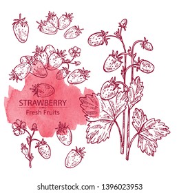 Colección de fresas silvestres. Vector dibujado a mano ilustración