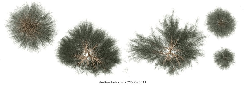 Collection of Willow Trees isolated on white background, tropical trees isolated used for design, advertising and architecture