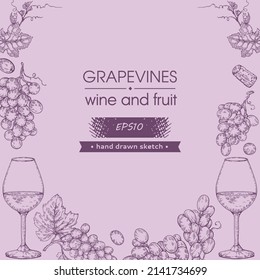 Collection of wine glasses, and bunches of grapes. Detailed hand-drawn sketch, vector illustration.