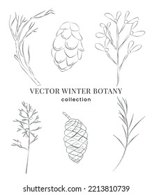 Collection of winter botany minimalist vector illustrations - branches and pine cones. Set of line art clipart elements for Holidays decor, greeting cards, invitations, packaging, logo, branding.