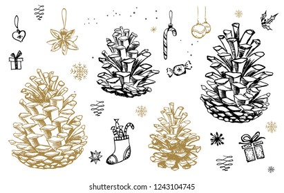 Collection of winter pinecones and acorns. Hand drawn vector illustrations. Christmas set.