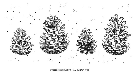 Collection of winter pinecones and acorns. Hand drawn vector illustrations. Christmas set.