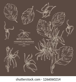 Collection Of Witch Hazel: Witch Hazel Flowering Branch, Leaves, And Hamamelis Virginiana Flowers. Hamamelis Virginiana.Cosmetic And Medical Plant. 