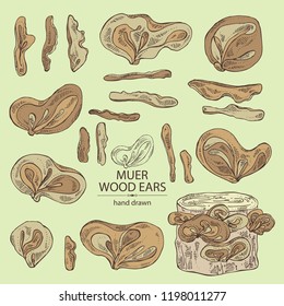 Collection of wood ears: muer mushroom and a bit of wood ears. Mushrooms. Vector hand drawn illustration