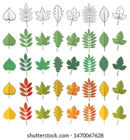 collection of woody leaves isolated on white background