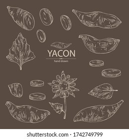 Collection of yacon: full yacon and piece of yacon. Vector hand drawn illustration