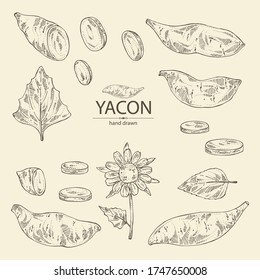 Collection of yacon: full yacon and piece of yacon. Vector hand drawn illustration
