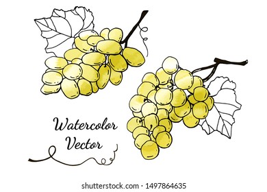 Collection of yellow grapes. Cute cartoons with watercolor texture. Food background. Fall harvest set.  Wine, juice, thanksgiving. Hand drawn design elements. For postcards, greetings, cards, logo.