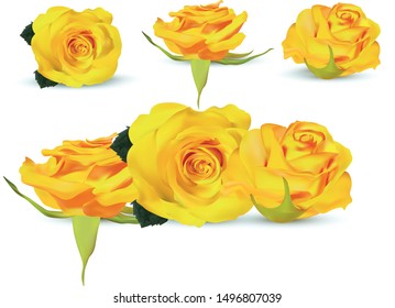 Collection yellow rose. Delicate roses. Detailed retouch. Flower close up. 3D realistic roses with green leaf on white background. Vector illustration.