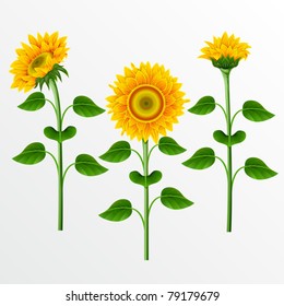 Collection of yellow sunflowers on the  white background.