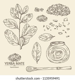 Collection of yerba mate: drink mate, bomber, calabash, and mate branch and leaves. Vector hand drawn illustration.