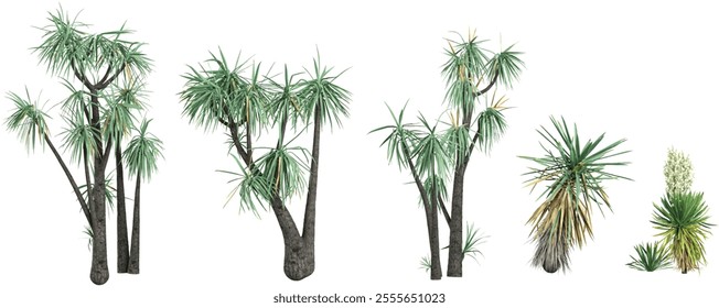 Collection of Yucca plants on transparent background