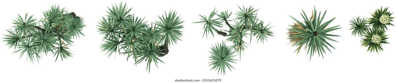 Collection of Yucca plants on transparent background from the top view