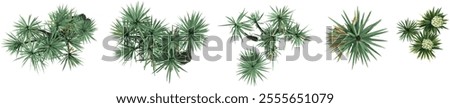 Collection of Yucca plants on transparent background from the top view