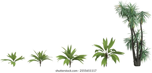 Collection of Yucca,Asterogyne plants on transparent background