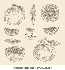 Collection Of Yuzu: Fruts, Leaves And Yuzu Slice. Citrus Junos. Vector Hand Drawn Illustration