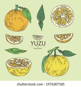 Collection Of Yuzu: Fruts, Leaves And Yuzu Slice. Citrus Junos. Vector Hand Drawn Illustration