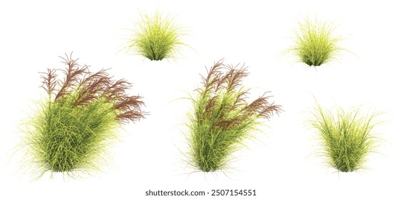 collection of Zebra grass beautiful isolated on white background