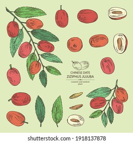 Collection of ziziphus Juyuba: ziziphus Juyuba fruits and unabi leaves. Chinese date. Cosmetic and medical plant. Vector hand drawn illustration