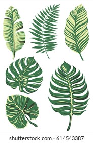 collection-of-leaf-set-leave-vector