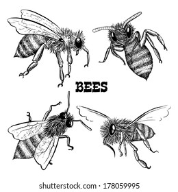 Collections of honey bee icons sketches isolated vector illustration