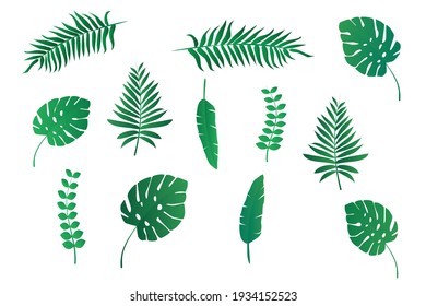 Collections of palm and tropical plant leaves isolated on white background for design. Flat vector illustration