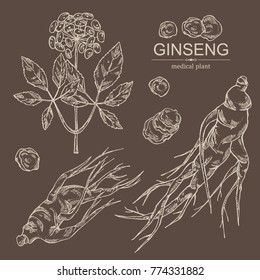 Collectuon of ginseng: ginseng root and plant with flower. Medical plant. Vector hand drawn illustration