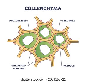 Collenchyma as ground tissue with thick supportive walls outline diagram. Labeled educational structure explanation with protoplasm and vacuole location vector illustration. Plant structural strength.