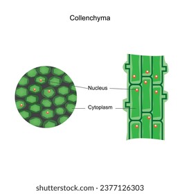 Collenchyma. Pflanzliches Gewebe mit flexibler Stütze, das in jungen Stämmen und Blättern zu finden ist, gekennzeichnet durch langgestreckte Zellen mit verdickten Zellwänden.