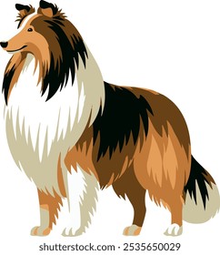 Collie breed Dog with Long Hair isolated