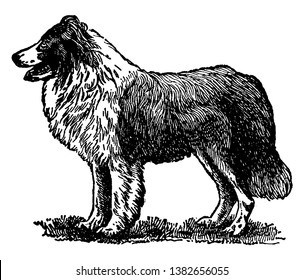 Collie is a distinctive type of herding dog including many related landraces and standardized breeds, vintage line drawing or engraving illustration.