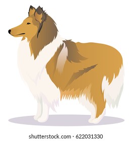 Collie dog