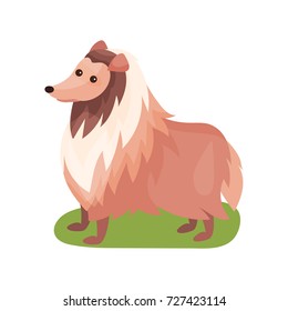 Collie dog, purebred pet animal standing on green grass colorful vector Illustration