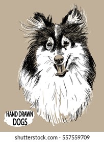 Collie. Drawing by hand in vintage style. Dog breeds.