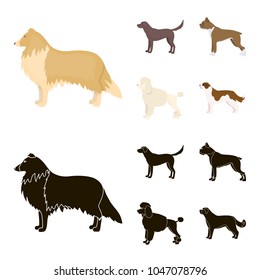 Collie, labrador, boxer, poodle. Dog breeds set collection icons in cartoon,black style vector symbol stock illustration web.