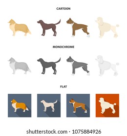 Collie, labrador, boxer, poodle. Dog breeds set collection icons in cartoon,flat,monochrome style vector symbol stock illustration web.