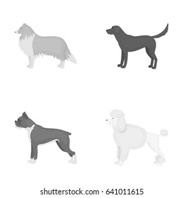 Collie, labrador, boxer, poodle. Dog breeds set collection icons in monochrome style vector symbol stock illustration web.