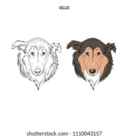 Collie portrait, dog breeds