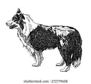 Collie Rough Dog. hand drawn. Vector illustration