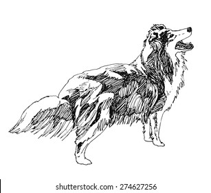 Collie Rough Dog. hand drawn. Vector illustration