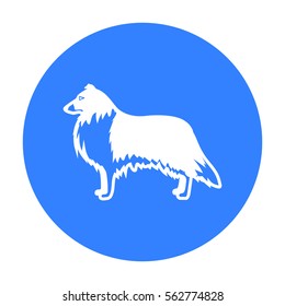 Collie vector icon in black style for web