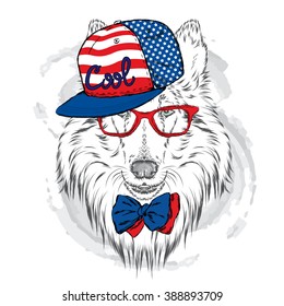 Collie wearing a cap and sunglasses. Vector illustration.