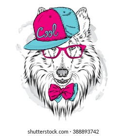 Collie wearing a cap and sunglasses. Vector illustration.