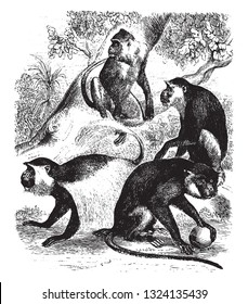 Colobus guereza and Guenons, vintage engraved illustration. From Zoology Elements from Paul Gervais.
