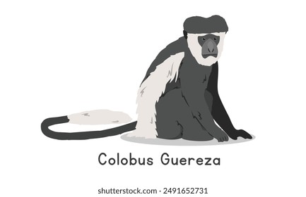 Colobus monkey vector illustration, cartoon clipart character, animal in flat style. Wild animals, wild creatures, wildlife concept. Colobus guereza or mantled guereza vector design isolated on white