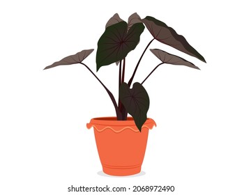 Colocasia Black Magic or Caladium bicolor on a white background. vector