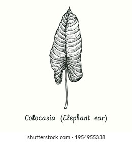 Colocasia (Elephant ear) leaf. Ink black and white doodle drawing in woodcut style.